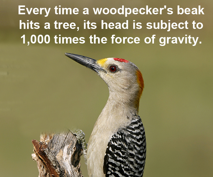 Woodpecker beak-small