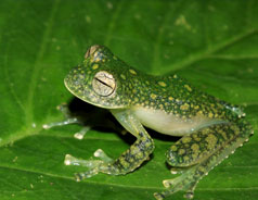 New see-through frog discovered