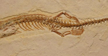 Four-legged snake fossil discovered