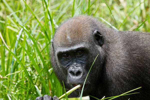 The scientific name for the Western lowland gorilla is Gorilla gorilla gorilla.