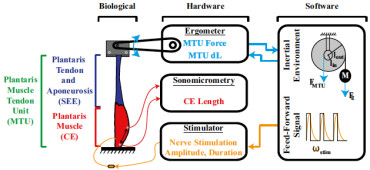 Hybrid bio-robotic system models physics of human leg locomotion