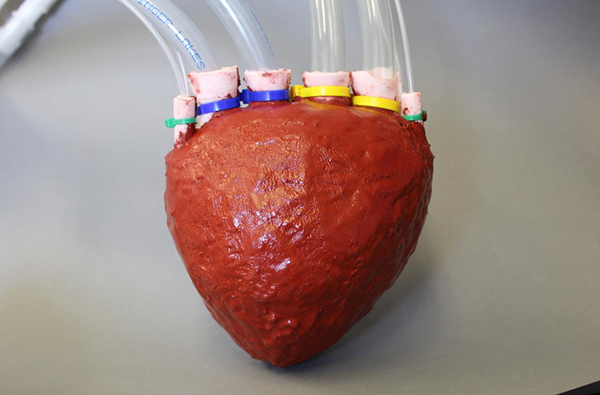 An artificial heart has been created using new lightweight and stretchable foam by a team of researchers from Cornell University. Known as Elastomer Foam, the lightweight polymer foam has a consistency much akin to memory foam. Being lightweight and highly stretchable, the foam has wide applications in making artificial organs, prosthetic parts and robotics. The striking part of the foam is that it features pores allowing fluids to be pumped through it.
