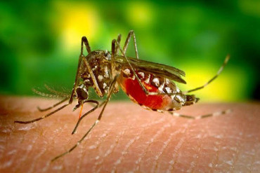 The world’s first dengue fever vaccine