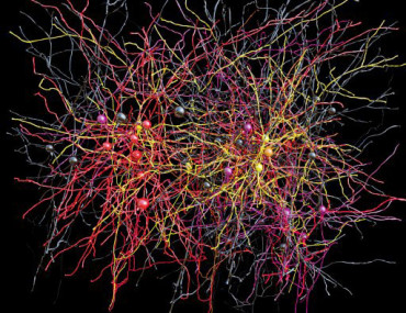 Largest network of cortical neurons