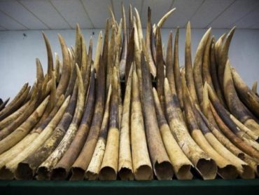 China announces ban on ivory trade by end of 2017