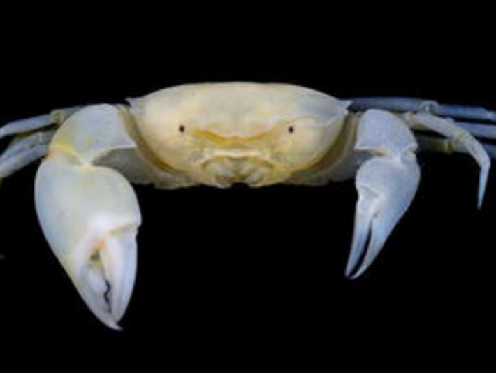 New species of crab named after Harry Potter character
