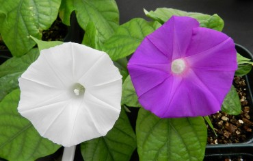Flower colour changed using gene editing