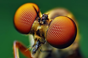 Insect eyes inspire new solar cell design