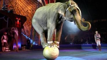 Most elephants in the zoo or in the circus are females because they are easier to control