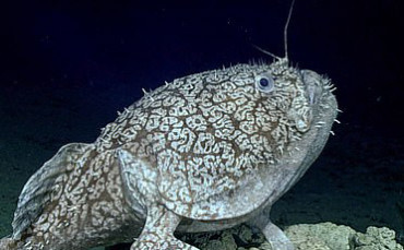 MYSTERIOUS WALKING FISH DISCOVERED