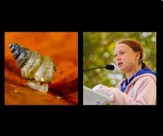 Temperature-sensitive snail species named after Greta Thunberg