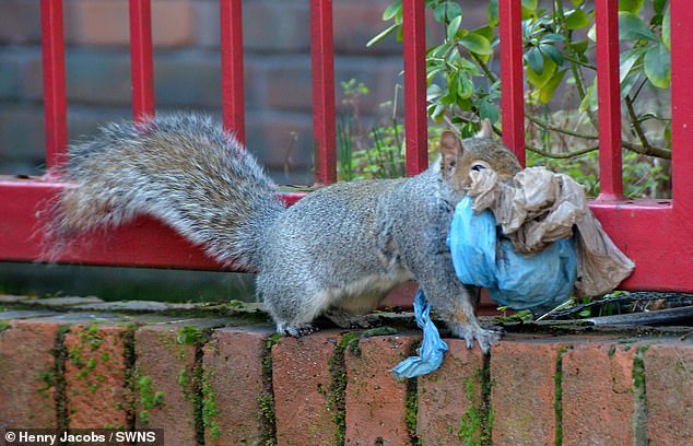 Heartbreaking photos of a squirrel using PLASTIC BAGS
