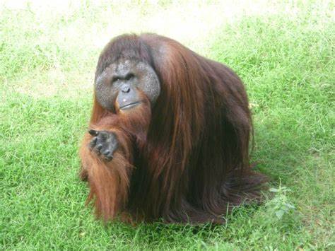 Orangutans are the heaviest tree-dwelling animals