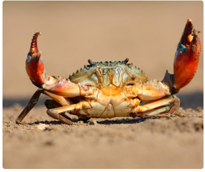 Crab Shells Power New Sustainable Battery