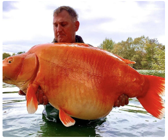 The world’s largest goldfish weighing over 30 kg