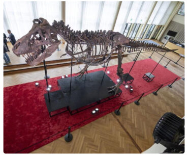 67-million-yr old T-Rex skeleton sells for $6 mn in Switzerland